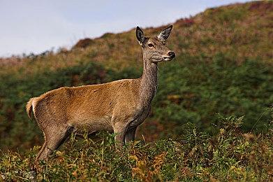 14寸游戏本大能量 雷蛇灵刃14锐龙版