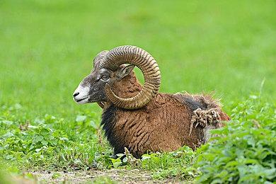 PC版《星之海洋6：神圣力量》悄悄删除D加密